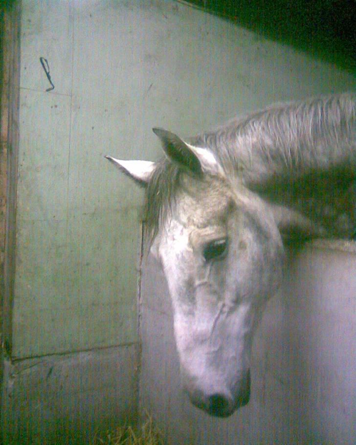 Dansk Varmblod Holmeriks casandro - Lidt sød kan han godt se ud. Foto: Mig billede 6