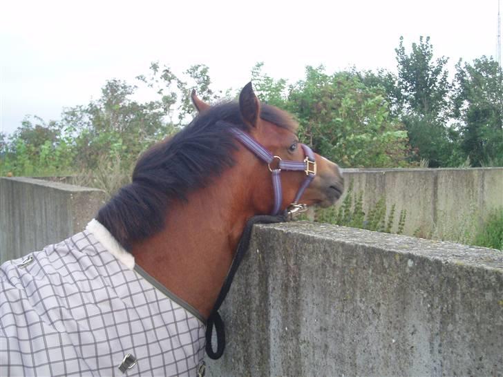 New Forest Agerboes Coco billede 8