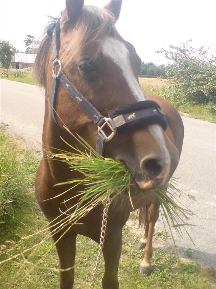 Welsh Pony (sec B) Estella billede 1