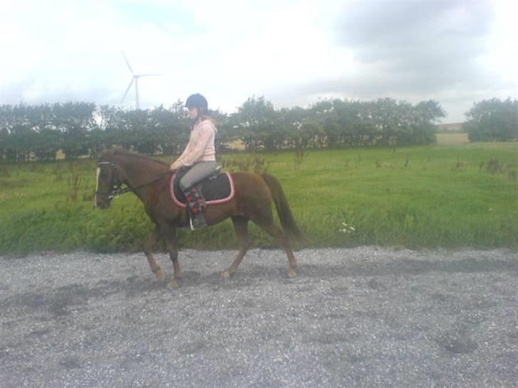 Welsh Pony (sec B) Estella billede 2