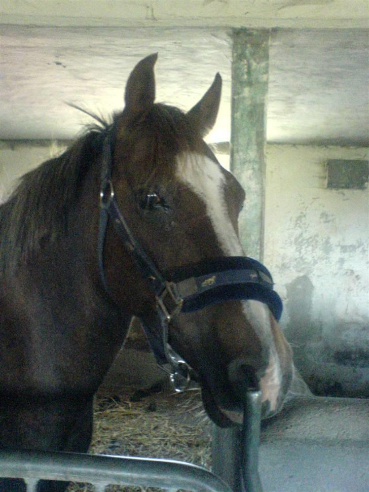 Welsh Pony (sec B) Estella billede 3