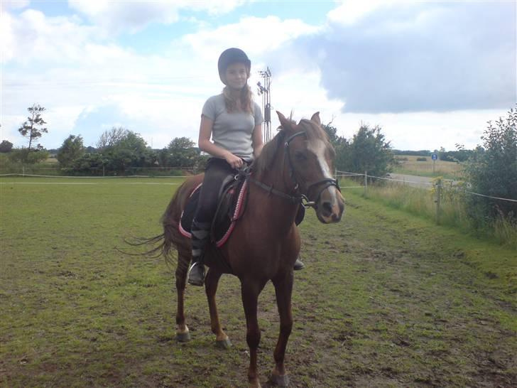 Welsh Pony (sec B) Estella billede 4