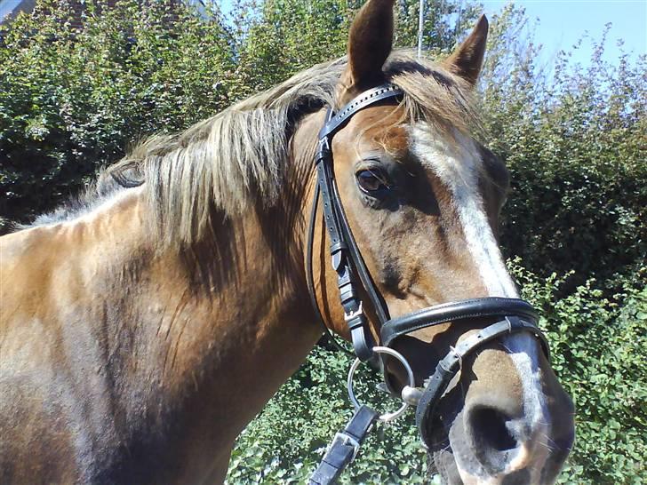 Welsh Pony (sec B) Estella billede 5