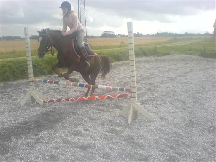 Welsh Pony (sec B) Estella billede 6