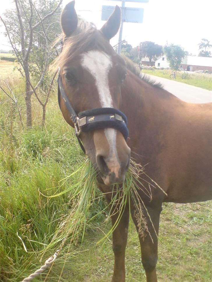 Welsh Pony (sec B) Estella billede 7