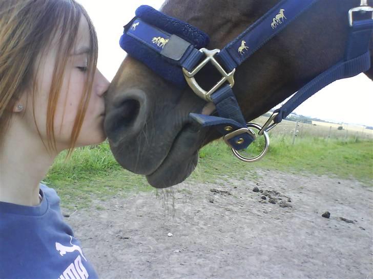 Welsh Pony (sec B) Estella billede 8