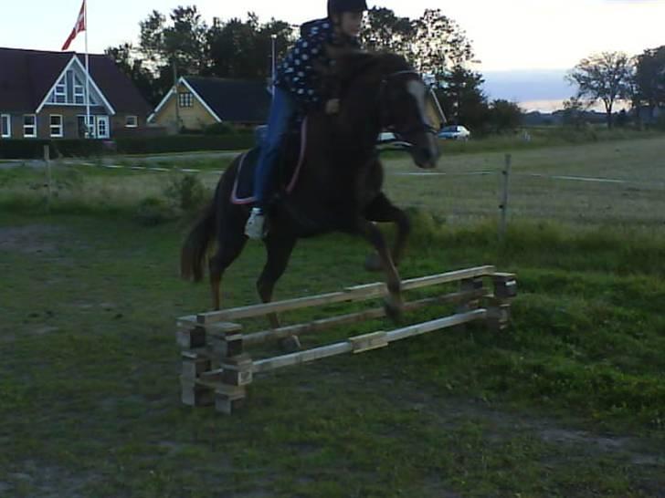 Welsh Pony (sec B) Estella billede 9
