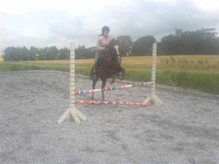 Welsh Pony (sec B) Estella billede 10