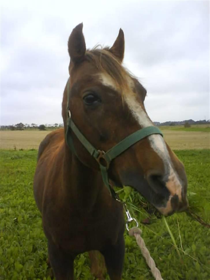 Welsh Pony (sec B) Estella billede 11