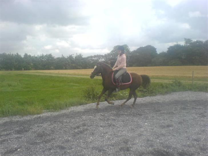 Welsh Pony (sec B) Estella billede 12