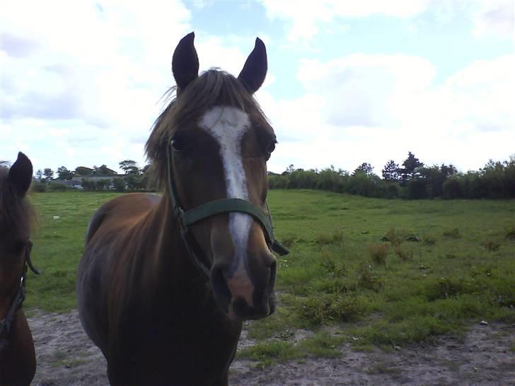 Welsh Pony (sec B) Estella billede 13