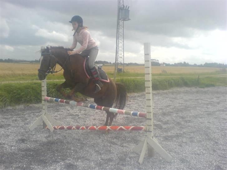 Welsh Pony (sec B) Estella billede 14