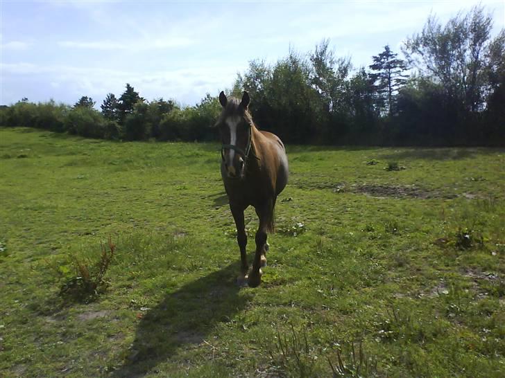 Welsh Pony (sec B) Estella billede 15