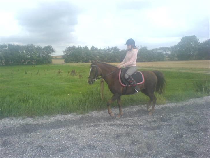 Welsh Pony (sec B) Estella billede 16