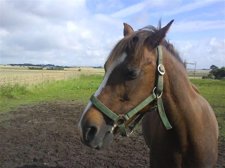 Welsh Pony (sec B) Estella billede 17