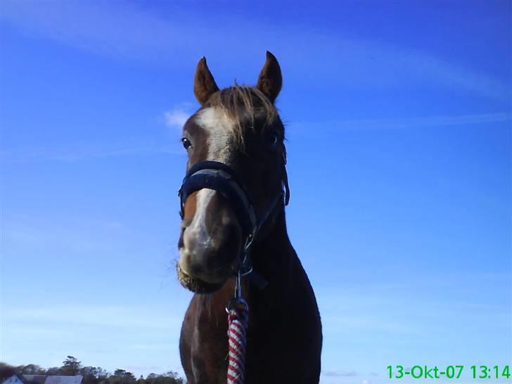 Welsh Pony (sec B) Estella billede 18