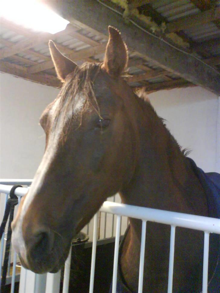 Welsh Pony (sec B) Estella billede 19