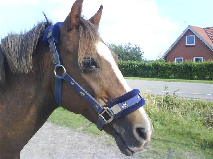 Welsh Pony (sec B) Estella billede 20