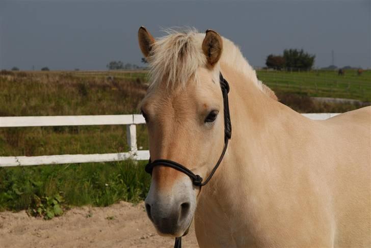 Fjordhest Lukas - Smukke Lukas billede 1