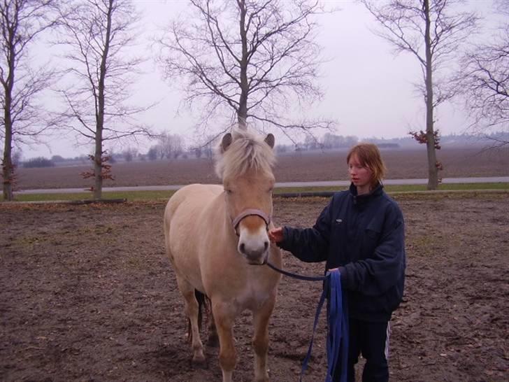 Fjordhest Lukas - Sådan så jeg Lukas første gang - april 2006 - faldt totalt for hans smukke hoved og måtte bare eje ham. To dage efter stod han her - og jeg har ikke fortrudt et sekund (selvom jeg slet ikke skulle have en fjordhest :-) billede 2