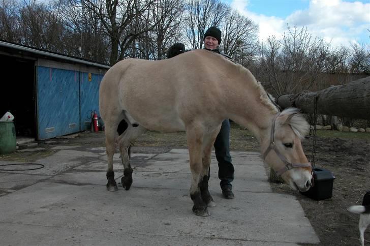 Fjordhest Lukas - Her er Lukas så i sit nye hjem hos mig - er ved at få klippet den lange man af. billede 3