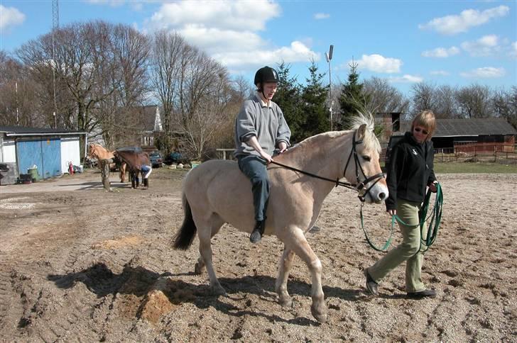 Fjordhest Lukas - Første gang med mig på ryggen billede 4