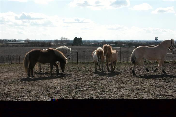 Fjordhest Lukas - Lukas på vej ud af billedet - men sikke han kan :-) billede 5