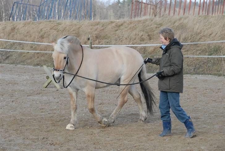 Fjordhest Lukas - Marts 2007 -  Nu har vi fundet vores vej frem - vi træner klassisk dressur billede 8