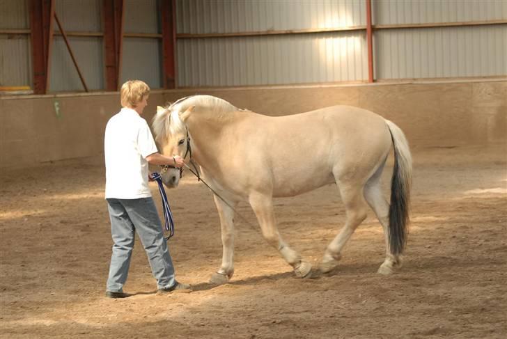 Fjordhest Lukas - Mere træning billede 9