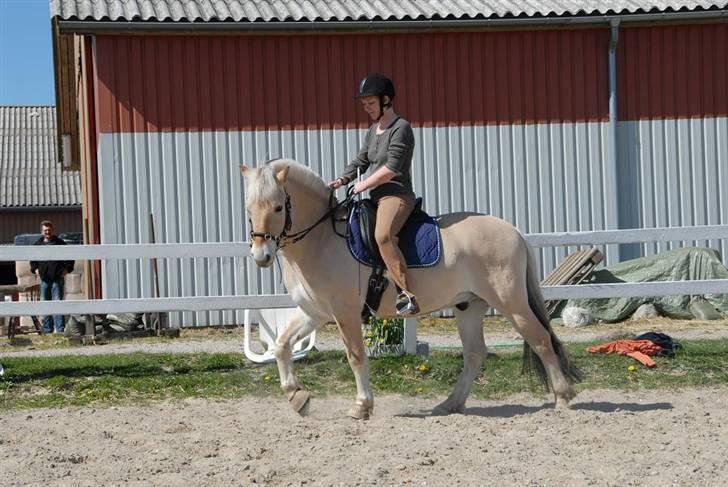 Fjordhest Lukas - Vi træner og træner - også ridende :-) billede 10