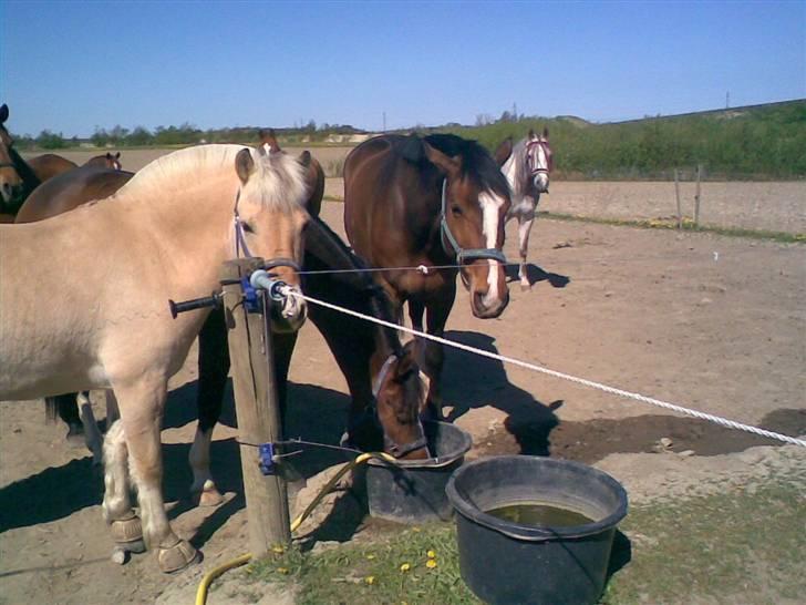 Fjordhest Lukas - Lukas og hans to gode venner på folden billede 11