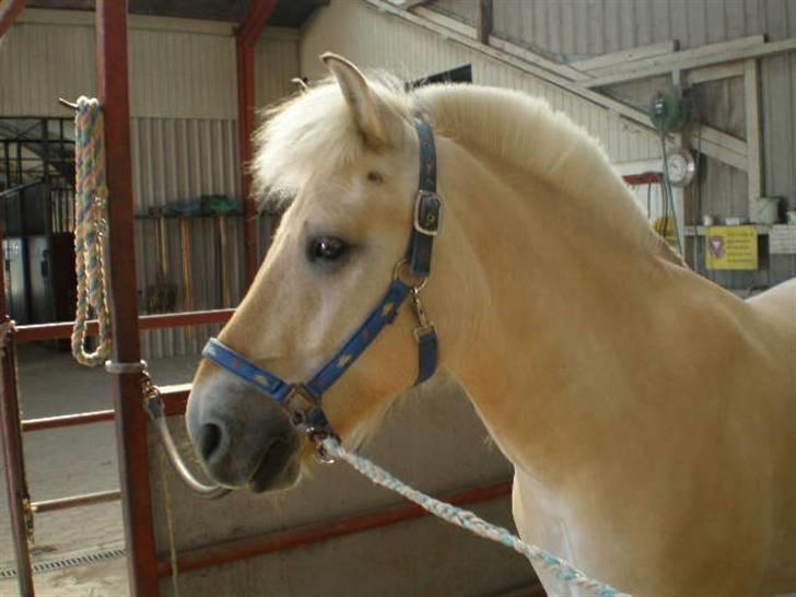 Fjordhest Lukas - Lukas i venteposition på staldgangen - han har vist fået øje på noget billede 12