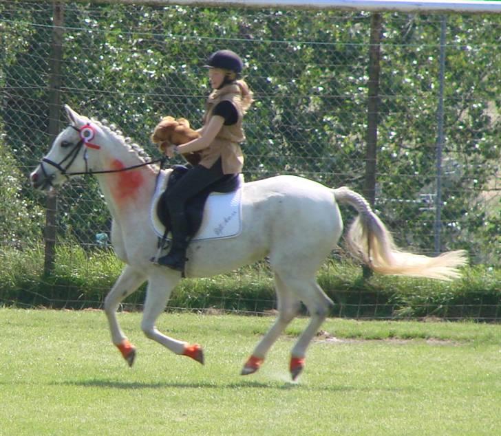 Arabisk fuldblod (OX) Djill Ann - Æres-rundte på stadion (1. plads) billede 20
