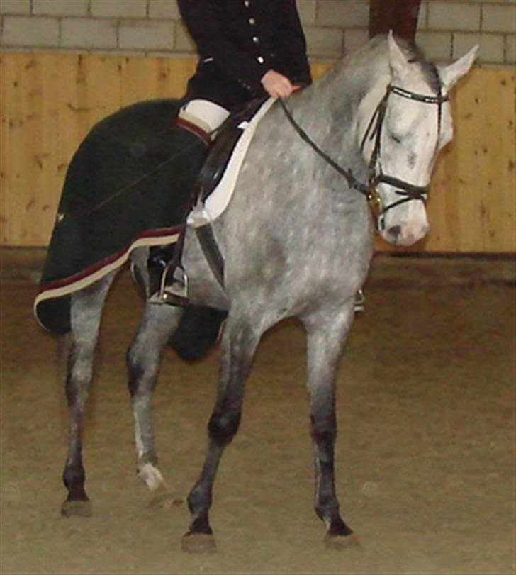 Arabisk fuldblod (OX) Mujallin (Solgt) - Til vores 2. stævne. fil 94 point i LE Dressur billede 18