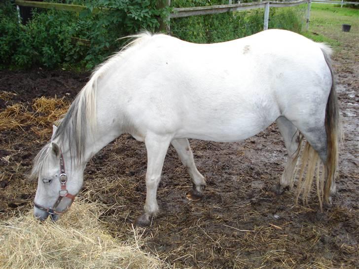 Pinto Amanda Toftekær  -solgt- billede 1