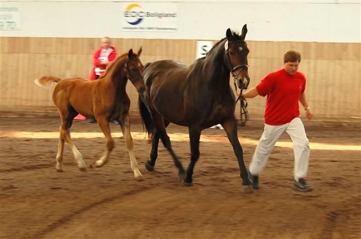 Oldenborg Borgstrøms Maximillian (himmelhest) - Ved eliteskue: Mønstres i trav billede 13