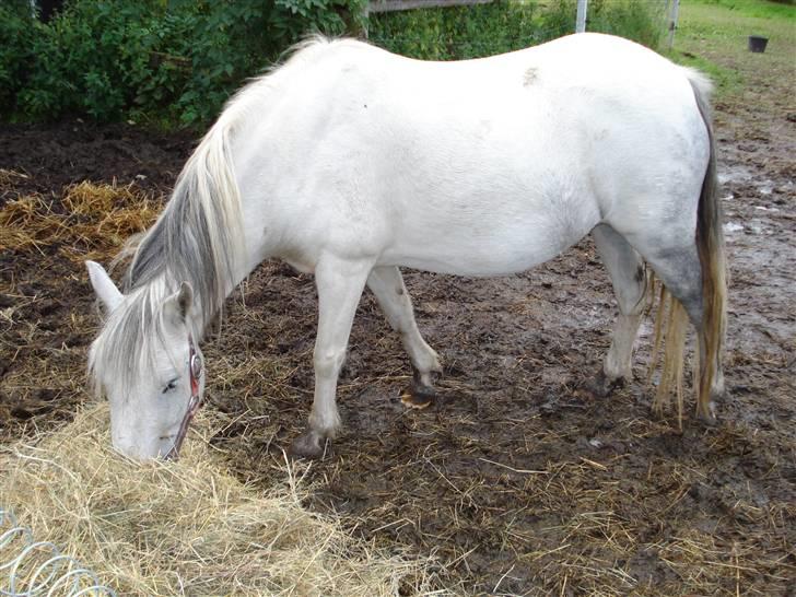 Pinto Amanda Toftekær  -solgt- billede 2