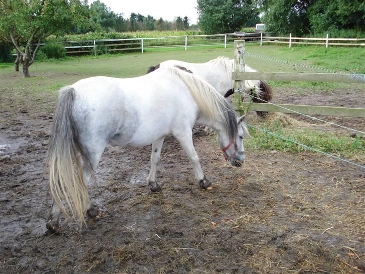 Pinto Amanda Toftekær  -solgt- billede 3