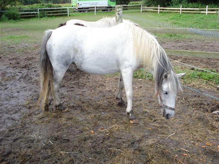 Pinto Amanda Toftekær  -solgt- billede 4
