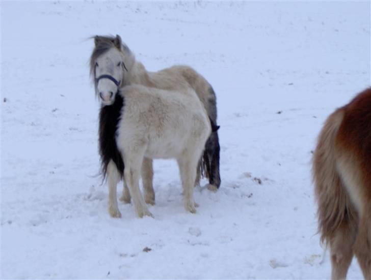Pinto Amanda Toftekær  -solgt- - Amanda med hende føl i 2005 billede 6