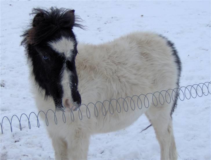 Pinto Amanda Toftekær  -solgt- - Amandas føl fra 2005  Caroline. Det skulle lige med for hun er så speciel.. billede 7