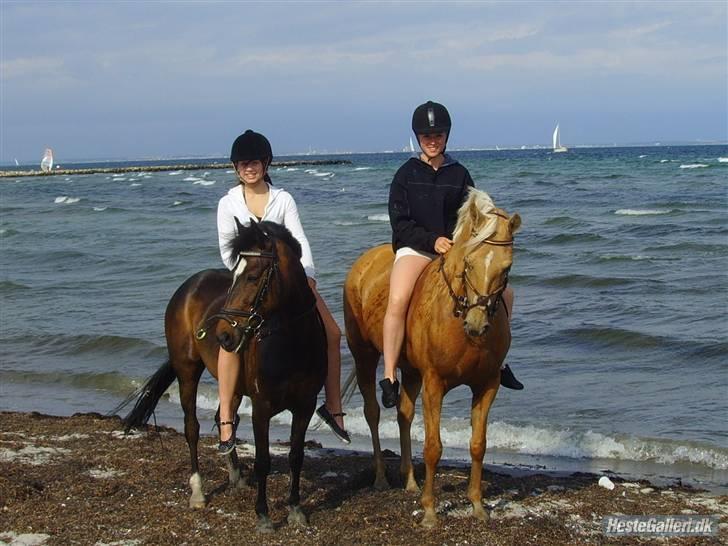 Anden særlig race Cherie * mit alt :'(* - NYT ** strandtur !!!!! bedste dag ever  ! elsker idg cherie ** 2 sidste dag med hende :´( billede 5