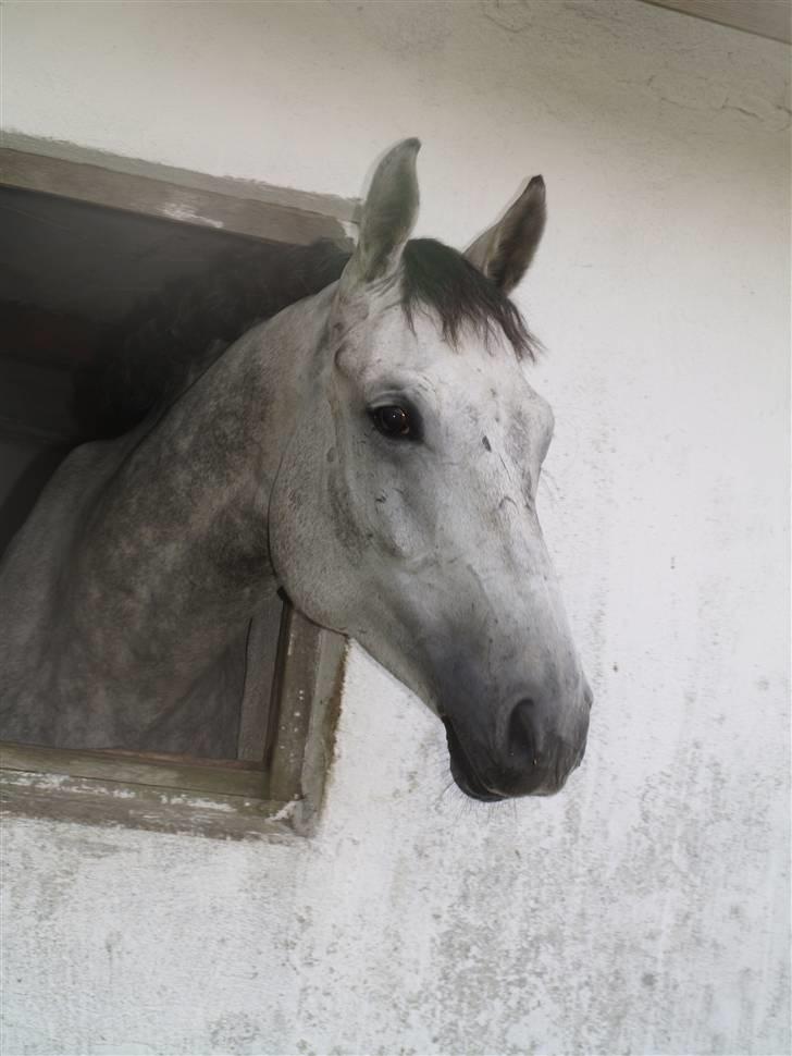 Dansk Varmblod Cantoná Skovvang *RIP* - aug 07 efter stævne i BIS- canto hygger sig med at kigge ud af sit vindue i boksen ;)- foto malene billede 13