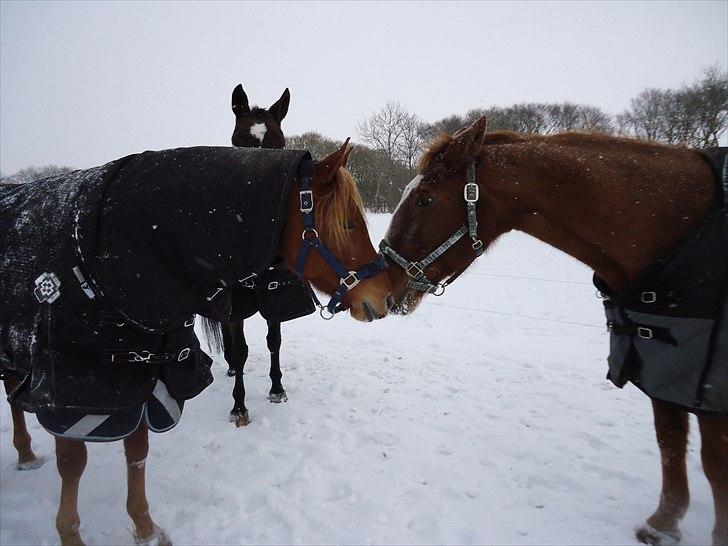 Palomino Klepholms Venus Af Ås <3  billede 3