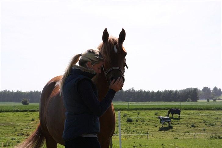 Palomino Klepholms Venus Af Ås <3  billede 4