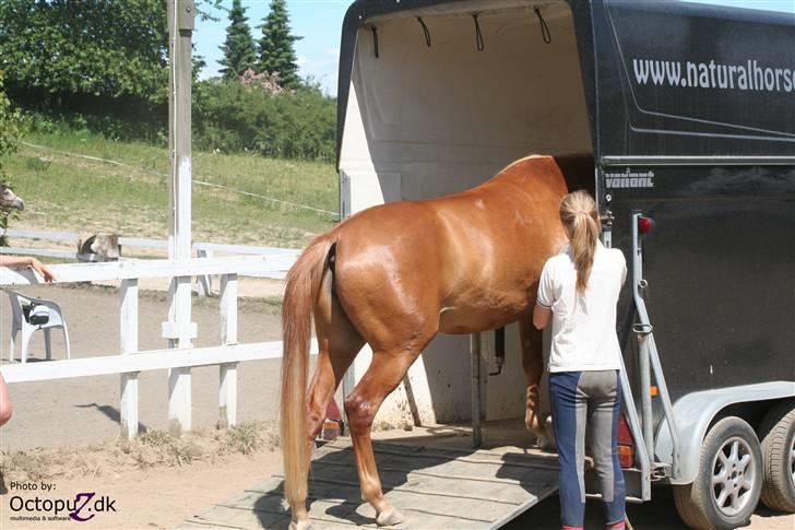 Palomino Klepholms Venus Af Ås <3  billede 6