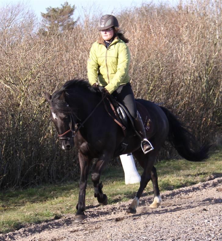 Anden særlig race Torpegårds Master SOLGT / - NYT  billede 17