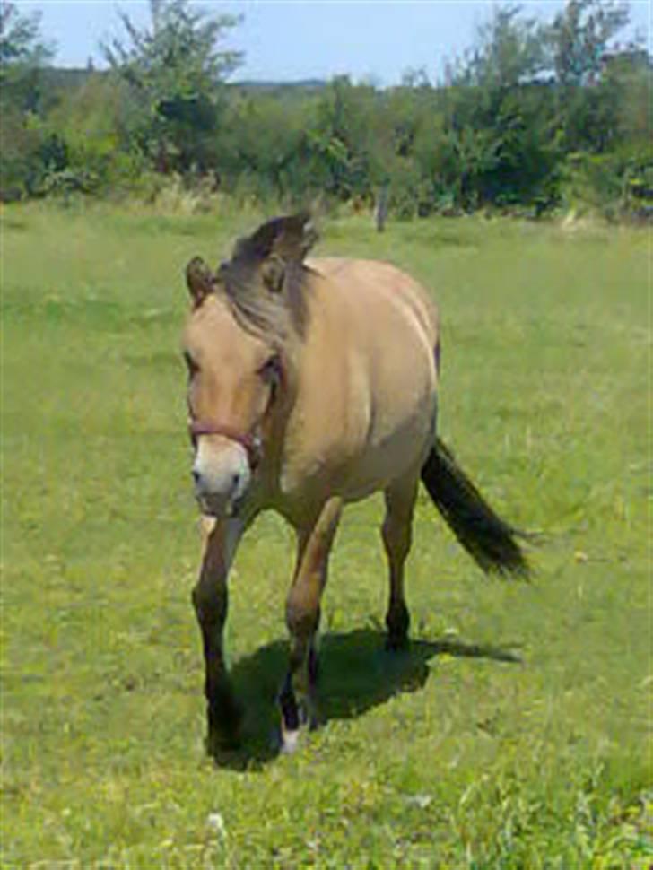 Anden særlig race Gravgaard's Mille - *NYT* Taget i sommerferien billede 7