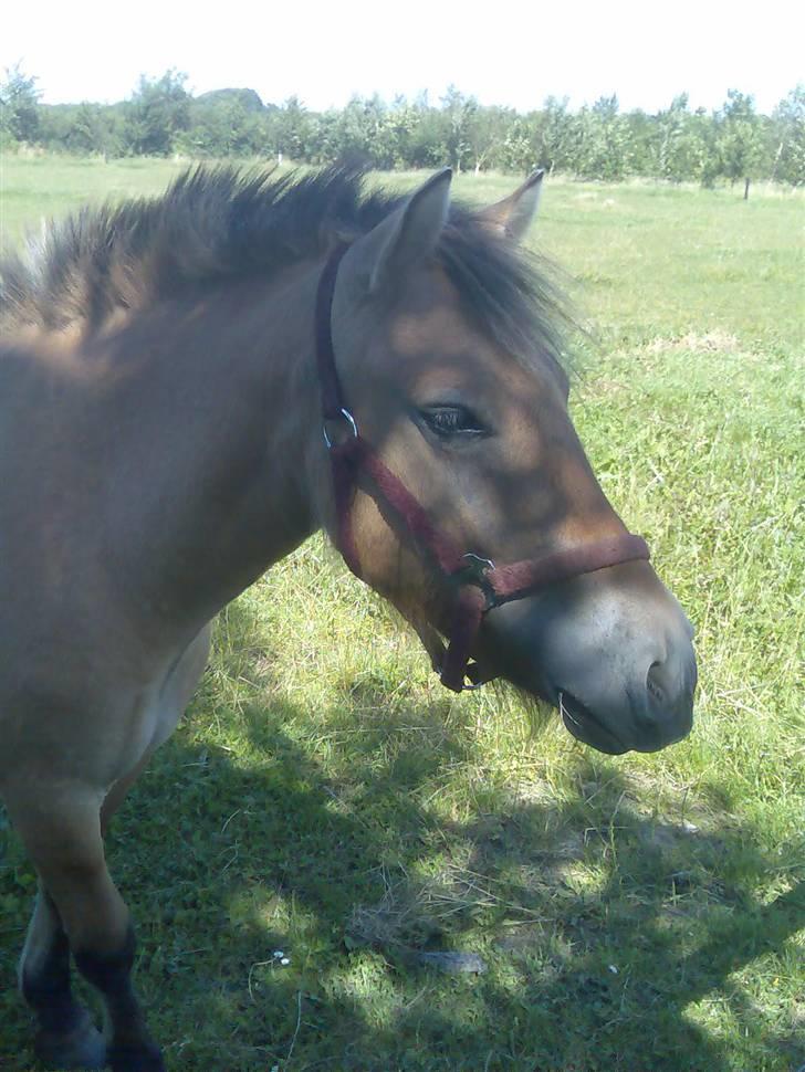 Anden særlig race Gravgaard's Mille - *NYT* Taget i sommerferien billede 8