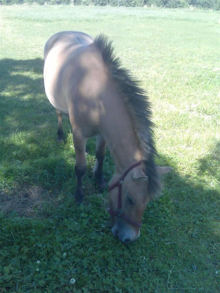 Anden særlig race Gravgaard's Mille - *NYT* Taget i sommerferien billede 9